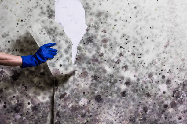 Best Insurance-Related Mold Remediation in Fountain Hill, PA